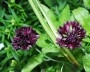 kornblume_1