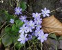 leberbluemchen_2
