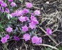 leberbluemchen_3