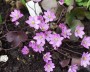 leberbluemchen_4