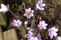 leberbluemchen_6