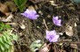 leberbluemchen_7