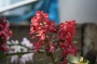 lerchensporn_6