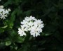 lichtnelke_2