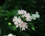 lichtnelke_3