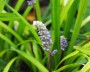 lilientraube_1