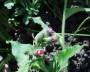lungenkraut_3
