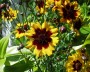 maedchenauge_3