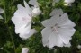 malve_11