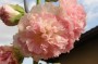 malve_12