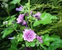 malve_3