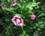 malve_4