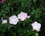 malve_7