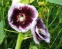 malve_8