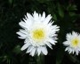 margarite_1