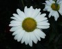 margarite_2