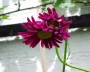 margarite_3