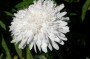 margarite_6