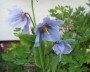 meconopsis_1