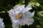 meconopsis_4
