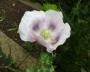 mohn_1