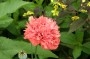 mohn_5
