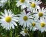 oktobermargarite_1