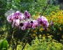 orchidee_1