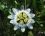 passionsblume_1