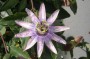 passionsblume_2