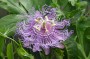 passionsblume_3