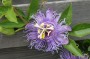 passionsblume_4