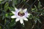 passionsblume_5