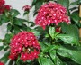 pentas_1