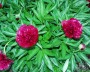 pfingstrose_1