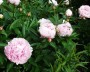 pfingstrose_4