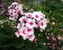 phlox_1