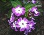 phlox_6