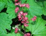 purpurgloeckchen_1