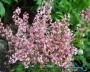 purpurgloeckchen_2