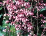 purpurgloeckchen_3
