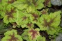 purpurgloeckchen_4