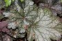 purpurgloeckchen_5