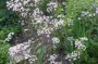 purpurkerbel_1