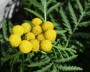 rainfarn_1
