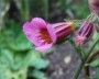 rehmannia_1