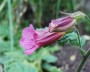 rehmannia_2