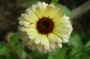 ringelblume_1
