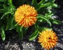 ringelblume_2
