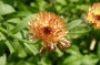 ringelblume_3